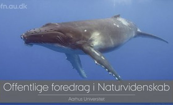 Strfyrilestur 0610